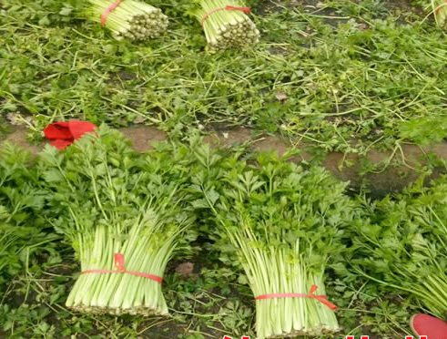 山东芹菜上市时间价与价格走